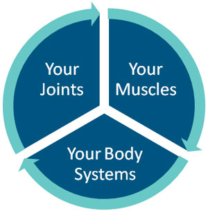The relationship between your joints, muscles and body systems