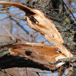 broken-trunk2